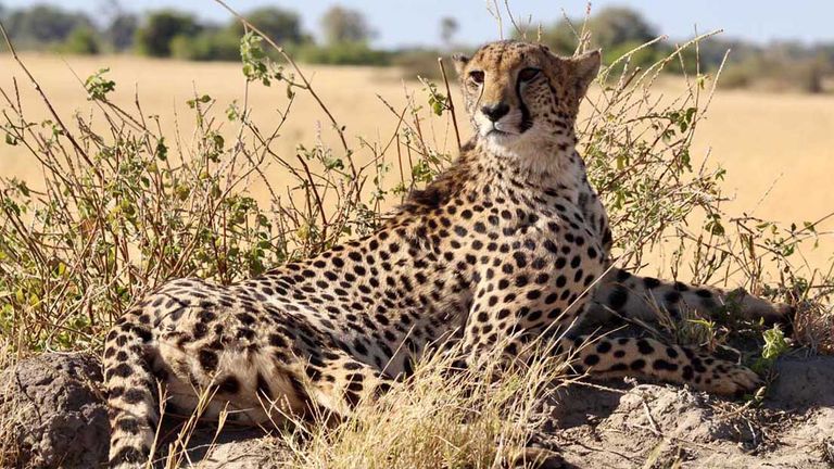 A cheetah spotted in the Okavango Delta