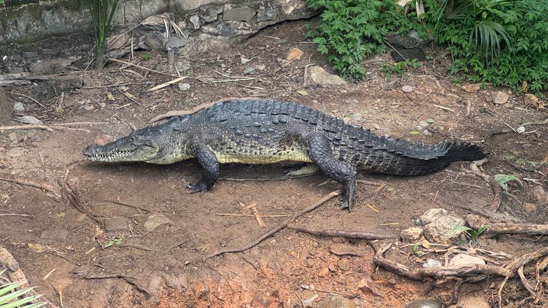 A crocodile habitat in Ixtapa is an oft-visited attraction.