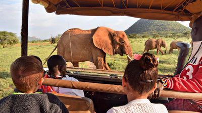 More families are going on safari according to a recent report.