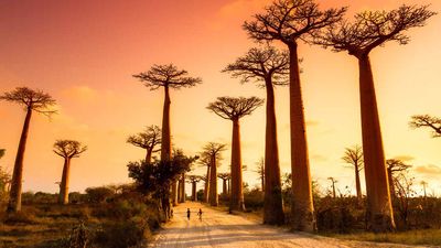Clients on ATI's new Madagascar itinerary can see the country's baobab trees.
