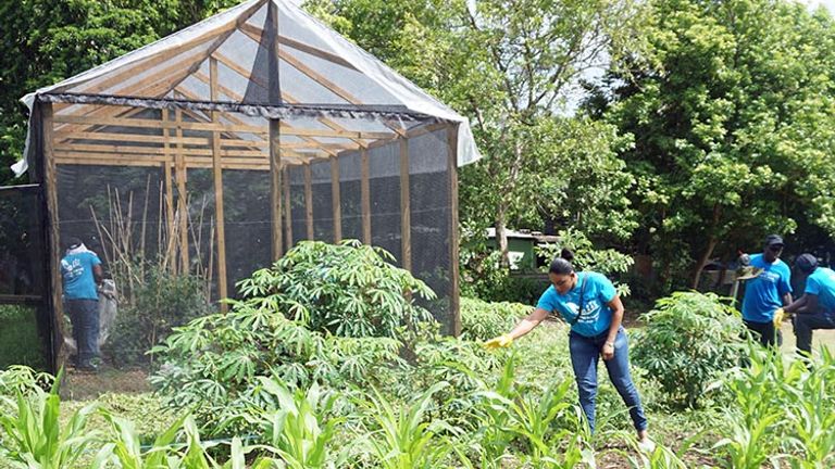 Growing in the greenhouse are lettuce, tomatoes, cauliflower and more. // © 2017 Valerie Chen