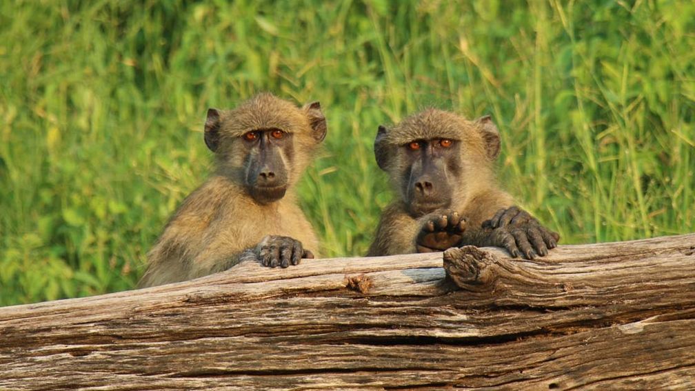 johnhallsalaskasouthafricatourreview