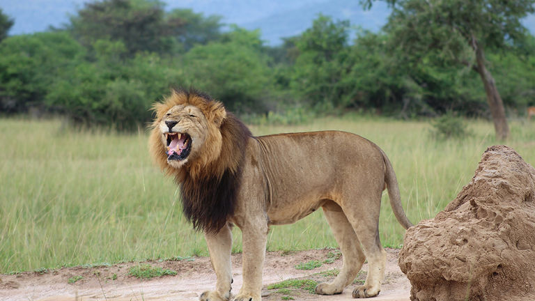 Lions were reintroduced to Rwanda’s Akagera National Park in 2015.