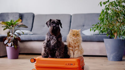 The pet travel industry is seeing exponential growth and companies are looking to break into this niche market.