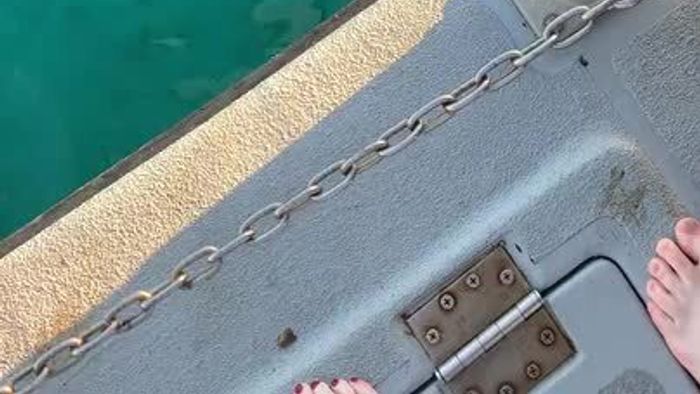 Swimming With Sharks in Bimini