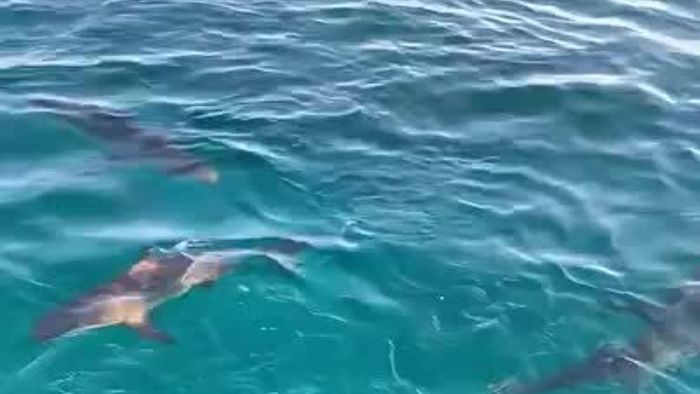 Swimming With Sharks in Bimini