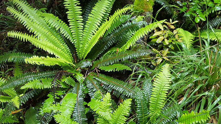 Taranaki is called the Garden of New Zealand thanks to abundant rainfall and sunshine. // © 2018 Wibke Carter