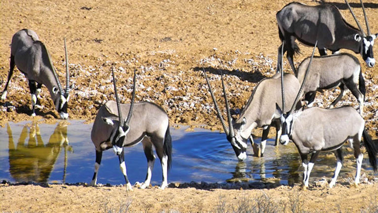 There are 18 species of antelope in the park, including gemsbok. // © 2016 !Xaus Lodge