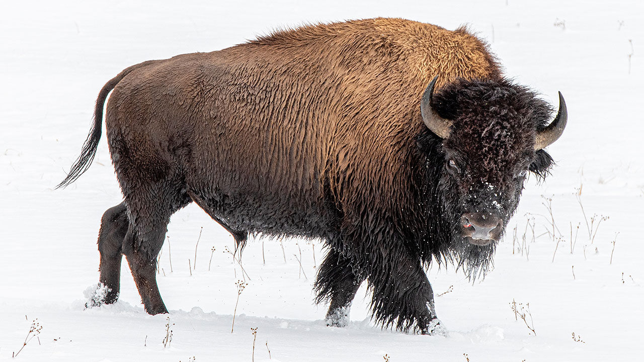 Bison are among the animals clients can see roaming Yellowstone.