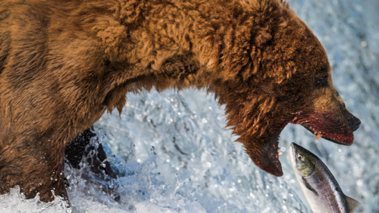 Watch brown bears capture salmon in Alaska.