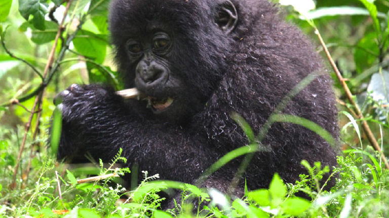 Visitor dollars can help fund projects to protect the animals and places we love. // © 2017 INfoinside