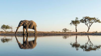 What to Know Before Planning a Safari in Botswana